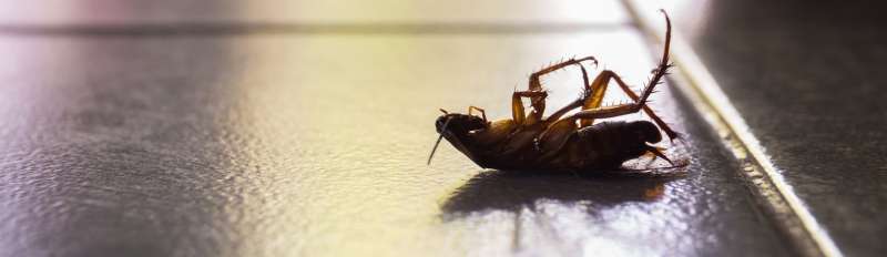 Termite Control