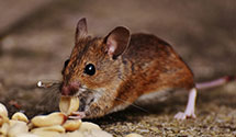24 Hour & Emergency Exterminators in Sherman Vlg, CA
